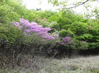 トウゴクミツバツツジ