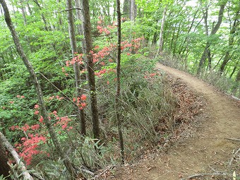 丸川峠からの下り