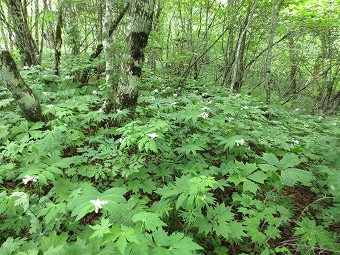 ユキザサの森