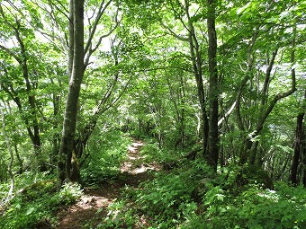 木陰の尾根道