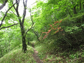 広葉樹林