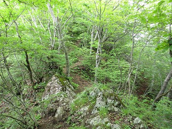 苔むす岩