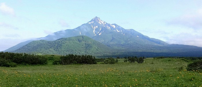 エゾカンゾウ花畑から見る利尻山