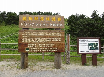 レブンアツモリソウ群生地