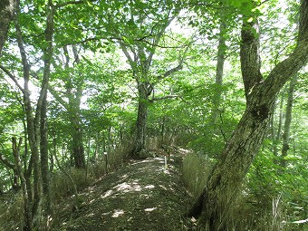 「山道」分岐