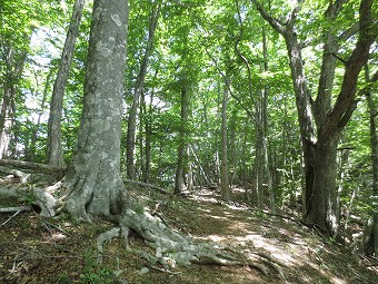 木陰道