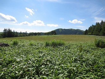 八島湿原