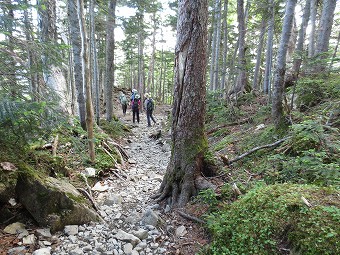 苔むす樹林