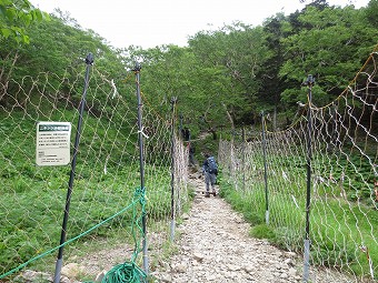 鹿の防護柵