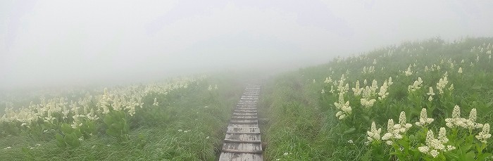 コバイケイソウの道