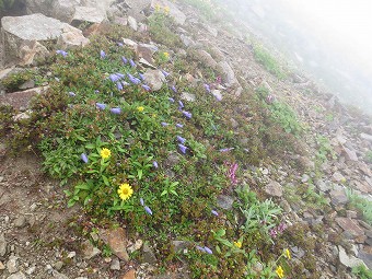 小さな花畑