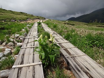 折立へ