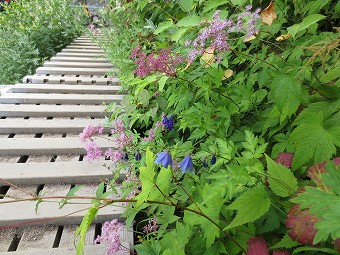 沢沿いの花々