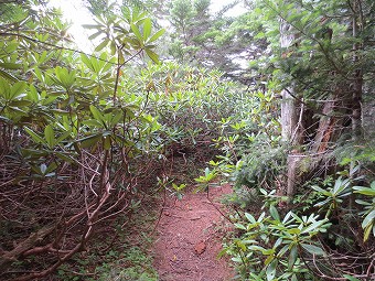 野呂川越へ