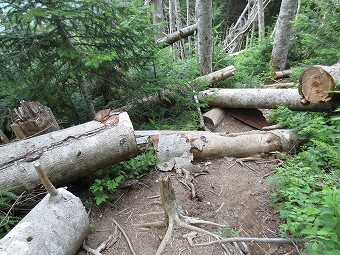 両俣小屋へ