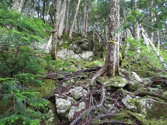 樹林帯の急登