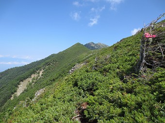 ハイマツ帯