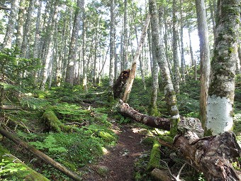 樹林帯