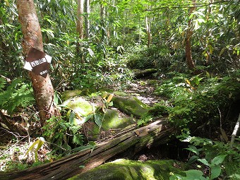 西登山道