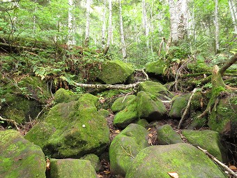 苔むす岩