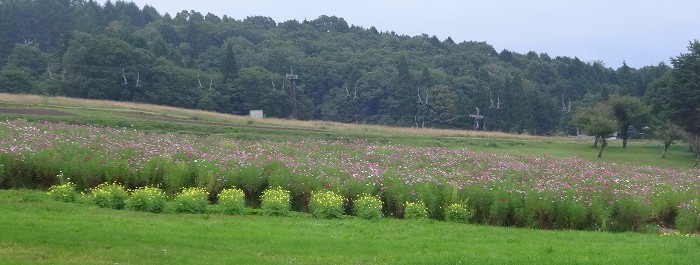 黒姫高原　コスモス園