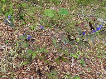 鹿留山へ