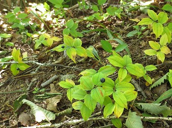 チゴユリの実