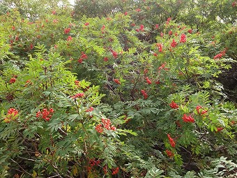 ナナカマド