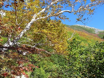 柏原新道　黄葉