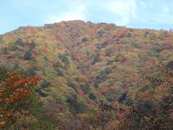 紅葉モザイク