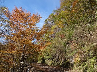 日原林道