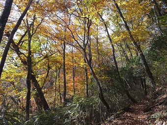 ヨモギ尾根