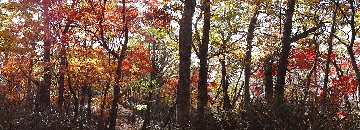 紅葉のヨモギ尾根