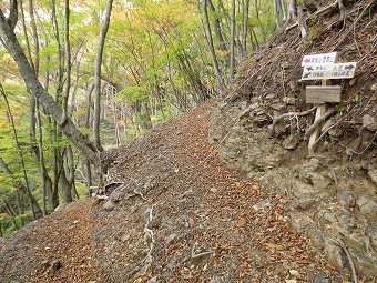 作業道分岐