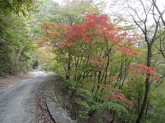 後山林道