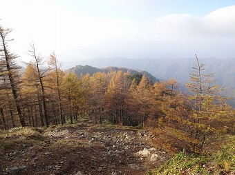 石尾根のカラマツ林