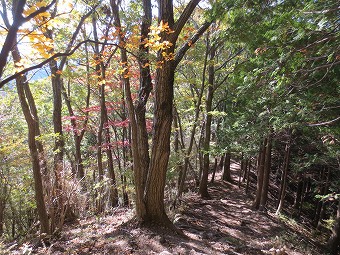 高柄山の急下り