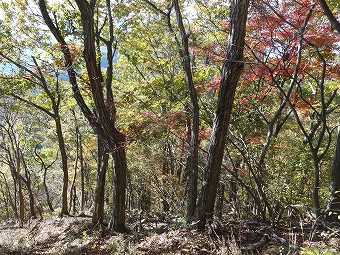 矢平山の急下り