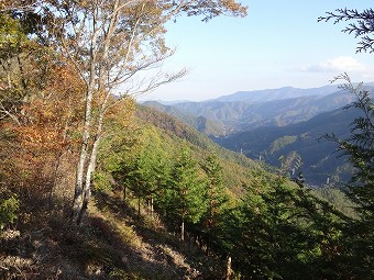 細野山　伐採地