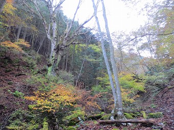 月尾根沢の大栃