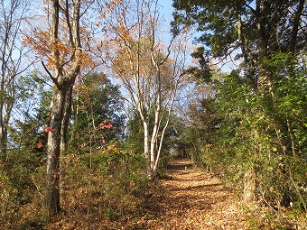 尾根道