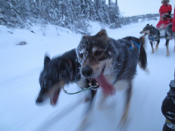 犬ぞり