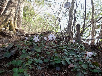 イワウチワ　上の群生地