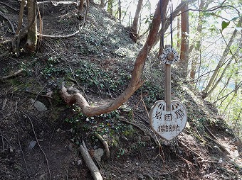 イワウチワ　下の群生地