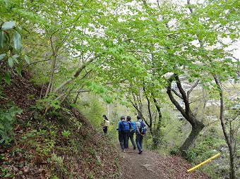 若葉がきれい