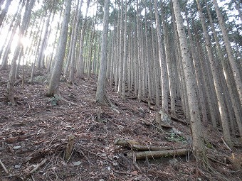 ズマド山から急下り