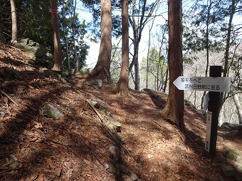 日野コース植林下り