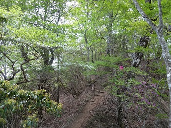 緑と白の尾根道