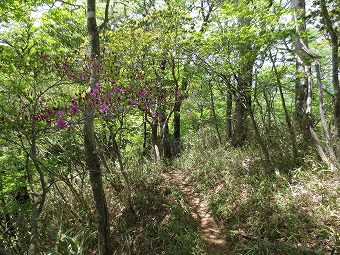 緑の木陰道