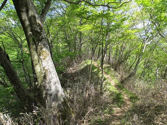 緑の尾根道